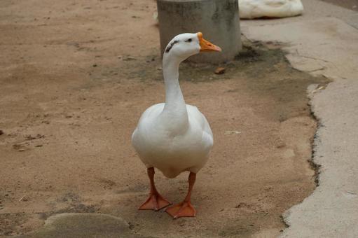ガチョウがいる風景 ガチョウ,鳥,風景の写真素材