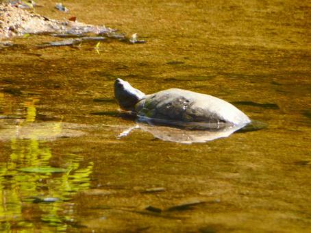 ミクルマ池の水辺にいるカメ ミクルマ池の水辺にいるカメの写真