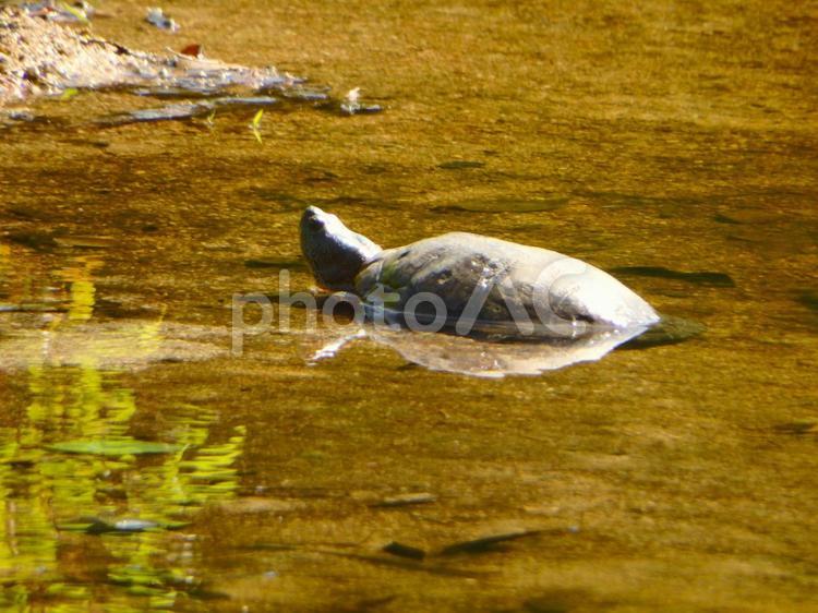 ミクルマ池の水辺にいるカメ カメ,生物,爬虫類の写真素材