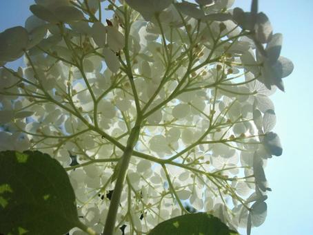 白い紫陽花 白い紫陽花の写真