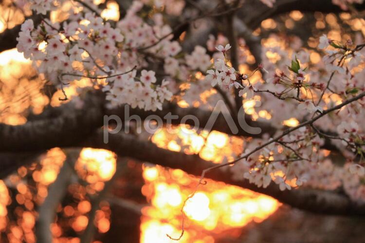 夕焼けと桜 夕焼け,夕日,桜の写真素材