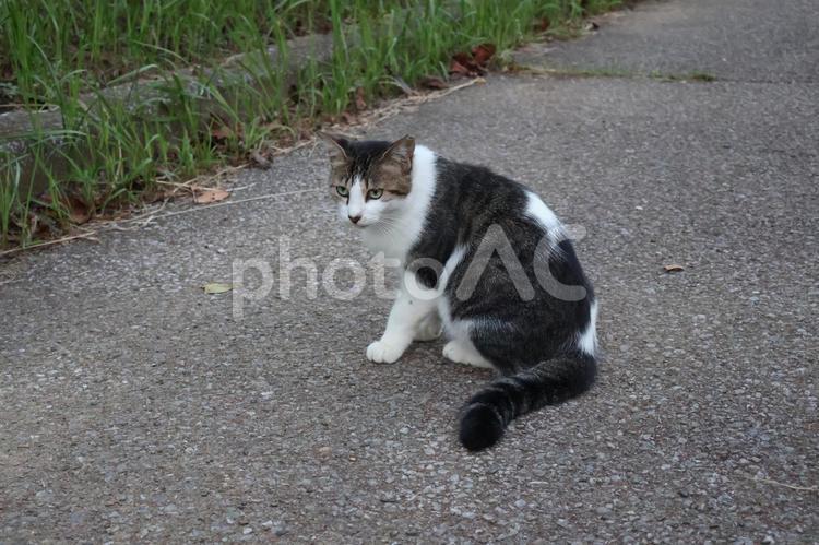公園で食べ物を探す野良猫 野良猫,公園,探すの写真素材
