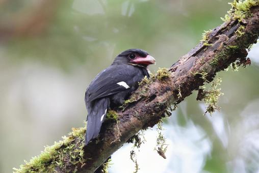 ガマヒロハシ ガマヒロハシ,野鳥,野生動物の写真素材