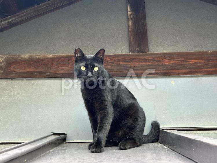 屋根の上の黒猫さん 黒猫,猫,にゃんこの写真素材