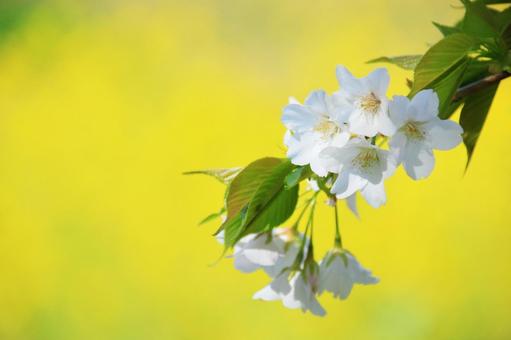 桜 33 菜の花の背景 桜 33 菜の花の背景の写真