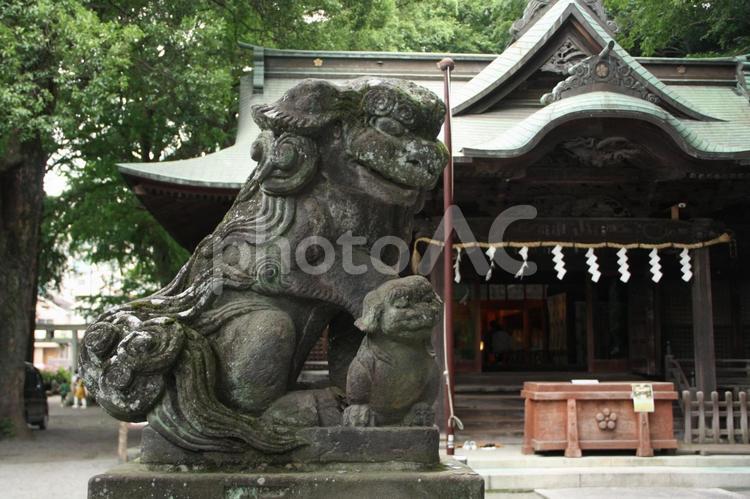 神社を背景にした苔の生えた狛犬 狛犬,神社,イヌの写真素材