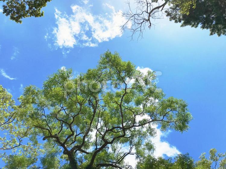 森林と空_23 森林,木々,樹木の写真素材