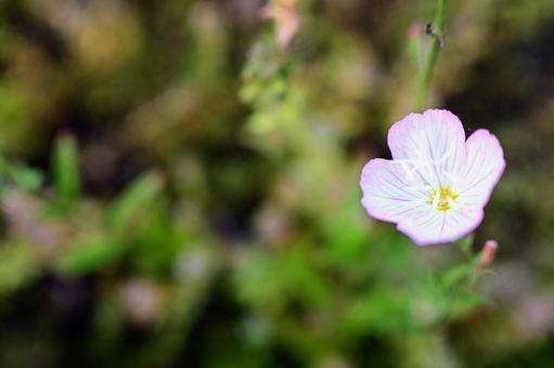 A lovely pink flower blooming gently on a summer afternoon, JPG A lovely pink flower blooming gently on a summer afternoon, JPG