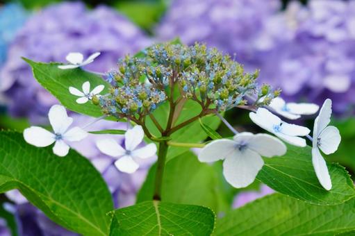 額アジサイの花 額アジサイ,ガクアジサイ,葉の写真素材