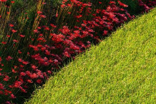 Autumn spider lilies and ears of rice, JPG Autumn spider lilies and ears of rice, JPG