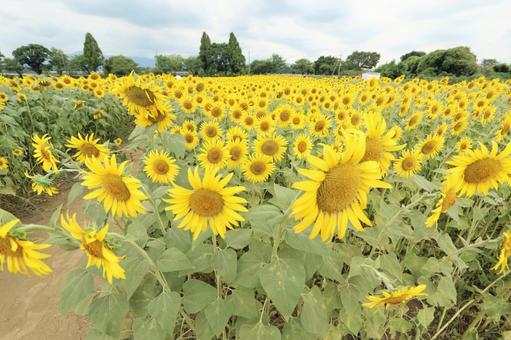 ひまわり畑 ひまわり畑 ひまわり,ヒマワリ,向日葵の写真素材