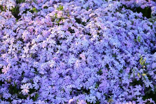 Spring scenery with pale purple moss phlox (Moss Phlox) blooming, JPG Spring scenery with pale purple moss phlox (Moss Phlox) blooming, JPG