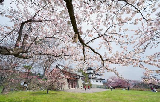 松前城の桜 松前,松前町,松前城の写真素材