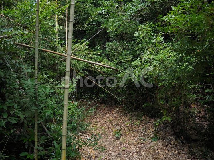 竹林と木の茂み 竹林,竹,山道の写真素材