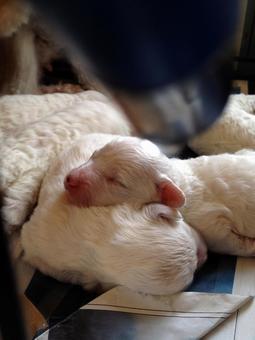 うたた寝の子犬 子犬,ペット,癒しの写真素材