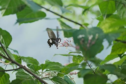Black Swallowtail, JPG Black Swallowtail, JPG
