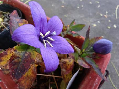 キキョウ 秋,花,紫の写真素材