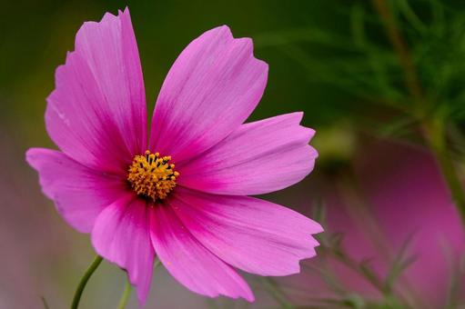 コスモス9 コスモス9 植物,花,秋の写真素材