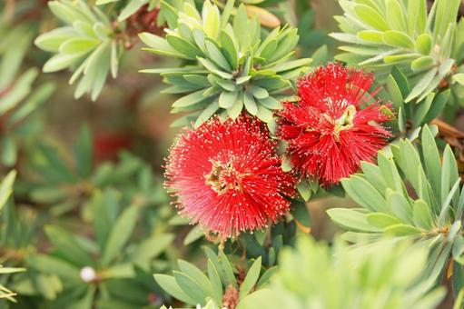 赤いブラシノキ 金宝樹,花,ふわふわの写真素材