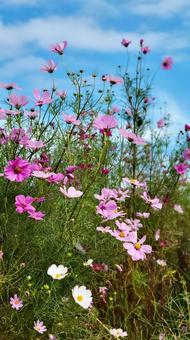 花 花の写真