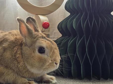うさぎとクリスマスの飾り うさぎとクリスマスの飾りの写真