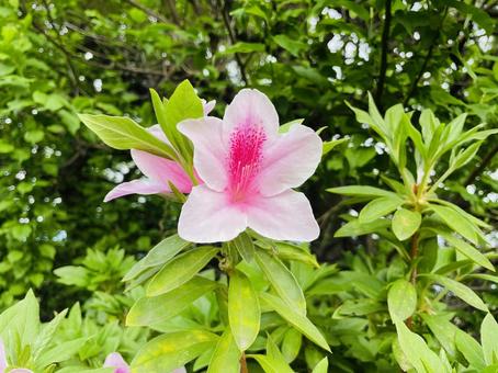 Azalea, JPG