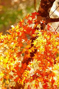 もみじ紅葉 紅葉,もみじ,もみじがりの写真素材