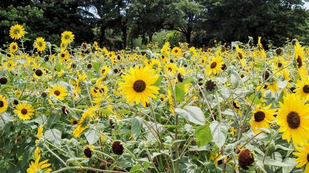 葛西臨海公園・向日葵&緑の木々・江戸川区 葛西臨海公園・向日葵&緑の木々・江戸川区 夏,ひまわり,葛西臨海公園の写真素材