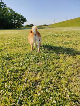 くん活中の柴犬くるみです! くん活中の柴犬くるみです!の写真