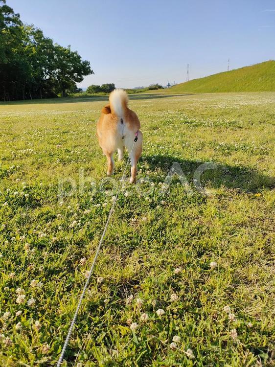 くん活中の柴犬くるみです！ 犬,柴犬,shibainuの写真素材