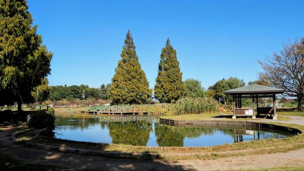 秋のあけぼの山農業公園・池&木々(柏市) 秋のあけぼの山農業公園・池&木々(柏市) 秋,あけぼの山農業公園,スイレン・ハス池の写真素材