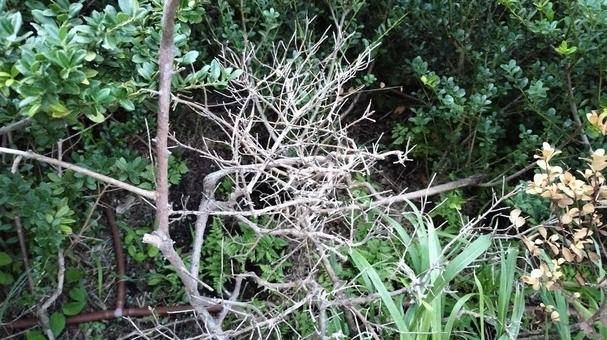 変に絡まり合う草木 変に絡まり合う草木の写真