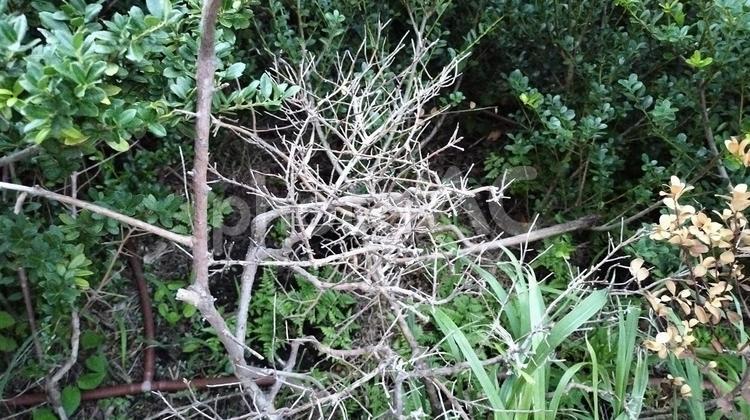 変に絡まり合う草木 枝,草,木の写真素材