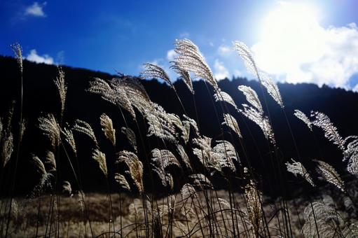 逆光に輝く秋の高原のススキ ススキ,すすき,秋の写真素材