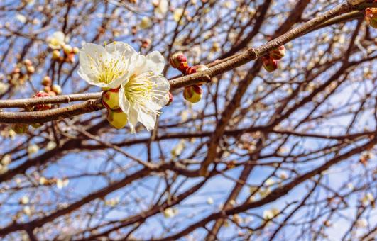 本庄運動公園 梅の花4ー82 本庄運動公園 梅の花4ー82の写真