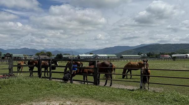 浦河町飼養馬１ 馬,飼養馬,浦河町の写真素材