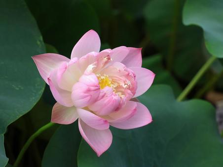 蓮の花 蓮の花の写真