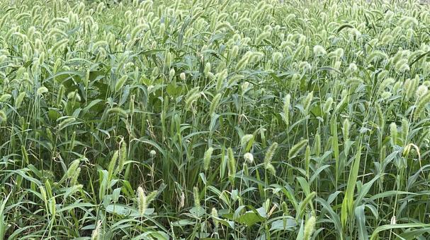 9月:風そよぐ草むらのエノコログサ 9月:風そよぐ草むらのエノコログサ 空地,エノコログサ,猫じゃらしの写真素材