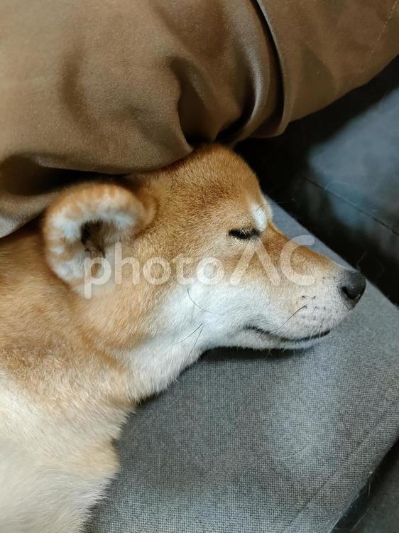 隙間に入って眠る柴犬くるみです！ 犬,柴犬,シバの写真素材