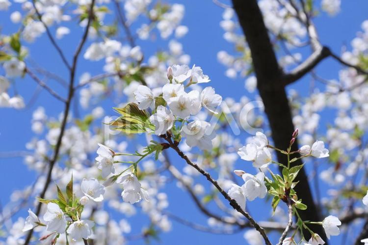 向島百花園の桜 向島百花園の桜 桜,サクラ,満開の写真素材