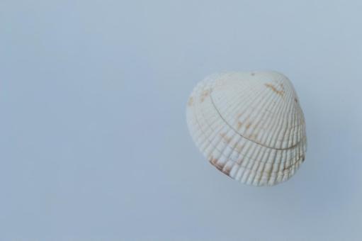 白い背景の上の小さな貝殻 白い背景の上の小さな貝殻 貝殻,白,背景の写真素材