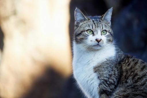 Photo, stray cat, cat, animal, 