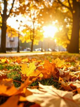 紅葉 紅葉の写真