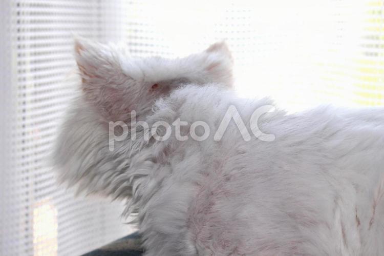 アトピーの猫 アトピー,血,怪我の写真素材