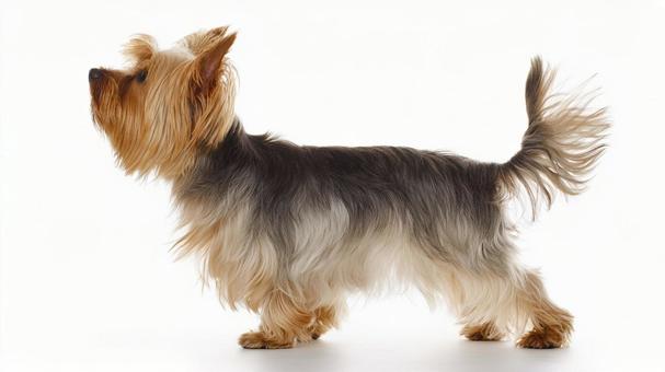 ヨークシャー・テリア3の写真