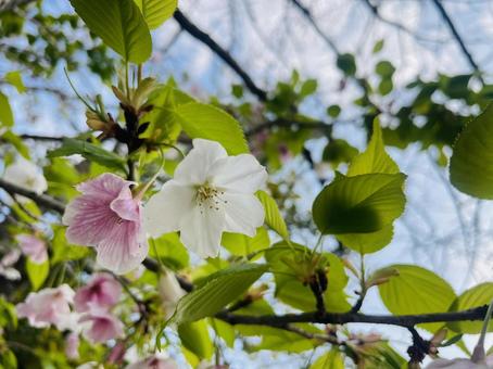 葉桜20250408 桜,春,青空の写真素材