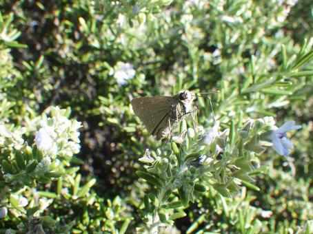 チャバネセセリ チャバネセセリ,蝶,チョウの写真素材