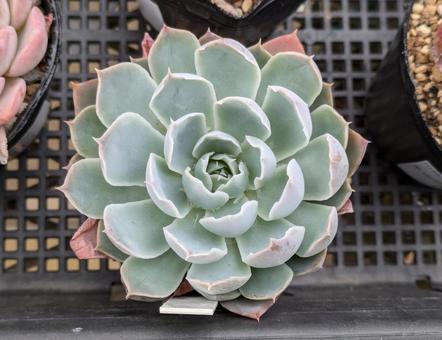 多肉植物 多肉植物の写真