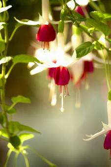 フクシア フクシアの写真