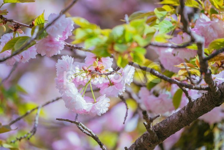 藤岡桜山公園の満開の桜 日本,群馬,藤岡の写真素材